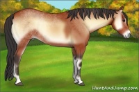 Horse Color:Bay Onyx 