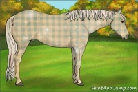 Horse Color:Plaid  Palomino 