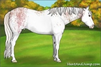 Horse Color:White Spotted Silver Bay Ice Splash