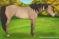Horse Color:Amber Champagne Rabicano 