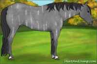 Horse Color:Blue Ice Roan 