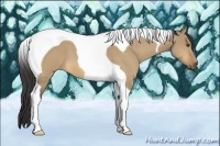 Horse Color:Buckskin Dun Tobiano