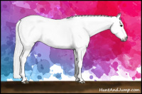 Horse Color:Gray Bay Appaloosa