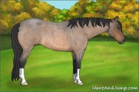 Horse Color:Buckskin Roan 