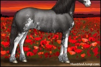 Horse Color:Liver Red Roan Sabino Appaloosa Rabicano