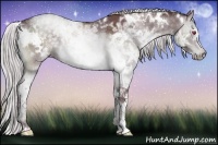 Horse Color:White Spotted Chocolate Silver Grullo Chinchilla Ice