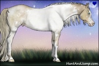 Horse Color:White Spotted Liver Chestnut Pearl Sabino