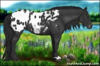 Horse Color:Liver Chestnut Appaloosa Rabicano