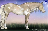 Horse Color:White Spotted Liver Chestnut Pearl Sabino Rabicano 