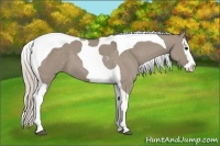 Horse Color:Silver Smoky Grullo Sabino Splash Tobiano 