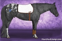 Horse Color:Black  and Black Appaloosa 