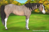 Horse Color:Buckskin Roan Splash