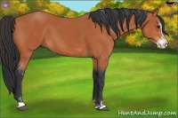 Horse Color:Bay Sabino