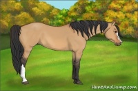 Horse Color:Bay Dun