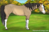 Horse Color:Buckskin Dun Splash