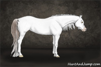 Horse Color:Liver Red Dun Pearl Onyx Appaloosa