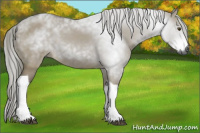 Horse Color:Gray Palomino Dun Tobiano 