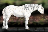 Horse Color:Silver Buckskin Roan Dun Tobiano Appaloosa Rabicano 