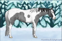 Horse Color:Smoky Blue Roan Splash Tobiano
