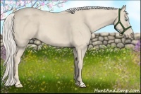 Horse Color:Cremello Roan 