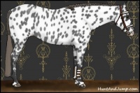 Horse Color:Smoky Blue Roan Near Leopard Rabicano 