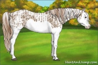 Horse Color:Liver Red Dun Splash  and Liver Red Dun Splash 