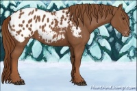 Horse Color:Chestnut Appaloosa