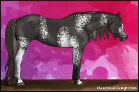 Horse Color:White Spotted Liver Chestnut