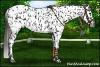 Horse Color:Black Appaloosa  and Black Appaloosa 