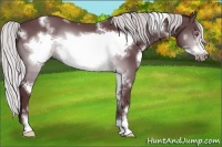 Horse Color:White Spotted Chocolate Silver Brown Chinchilla Sabino Frame