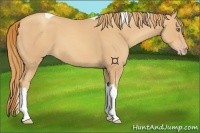 Horse Color:Gold Champagne Tobiano 