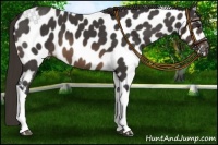Horse Color:Buckskin Tobiano Appaloosa