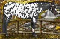 Horse Color:Black Near Leopard 