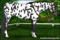 Horse Color:Black Near Leopard 