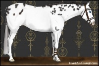 Horse Color:Brown Splash Near Leopard 