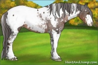 Horse Color:White Spotted Liver Chestnut Sabino Appaloosa 