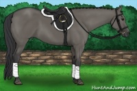 Horse Color:Grullo 