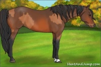 Horse Color:Bay and Bay
