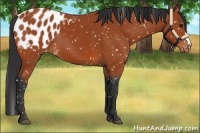 Horse Color:Bay Appaloosa