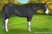 Horse Color:Black Splash