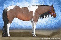 Horse Color:Bay Roan Tobiano
