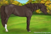 Horse Color:Liver Chestnut 