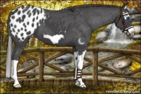 Horse Color:Smoky Black Splash Frame Blanket 
