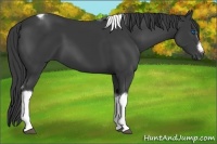 Horse Color:Smoky Black Tobiano Frame 