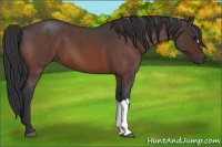 Horse Color:Bay Roan 