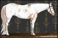 Horse Color:Gold Champagne Appaloosa  and Gold Champagne Appaloosa 