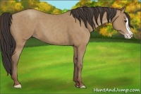 Horse Color:Classic Champagne Splash 
