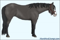 Horse Color:Black Splash 