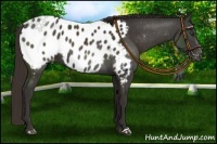 Horse Color:Liver Chestnut Near Leopard 