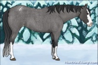 Horse Color:Blue Roan Splash Varnish